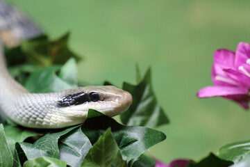 Schönnatter / Beauty rat snake / Orthriophis taeniurus callicyanous or Elaphe taeniura callicyanous