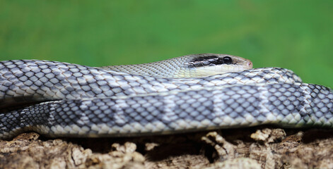 Schönnatter / Beauty rat snake / Orthriophis taeniurus callicyanous or Elaphe taeniura callicyanous