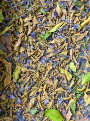 Dry leaves and flowers of the summer plant lie on the floor in sunny day