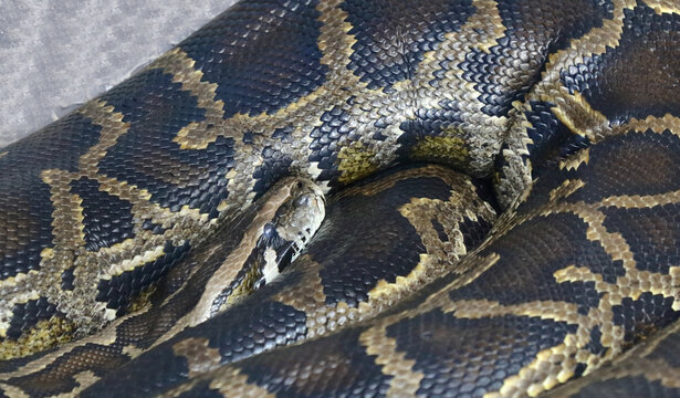 Dunkler Tigerpython / Burmese python / Python molurus bivittatus