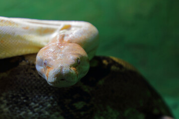 Fototapeta premium Königsboa oder Abgottschlange / Boa constrictor / Boa constrictor