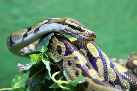 K&ouml;nigspython / Ball python or Royal python / Python regius