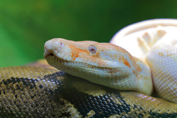 Königsboa oder Abgottschlange / Boa constrictor / Boa constrictor