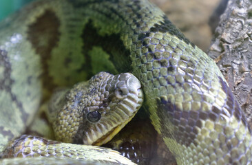 Fototapeta premium Madagaskar-Hundskopfboa / Madagascar tree boa / Sanzinia madagascariensis