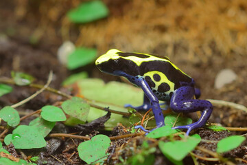 Färberfrosch / Dyeing dart frog / Dendrobates tinctorius