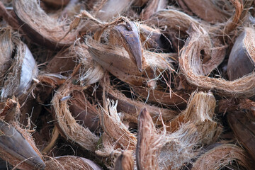Dried coconut shells, close up, textured background
