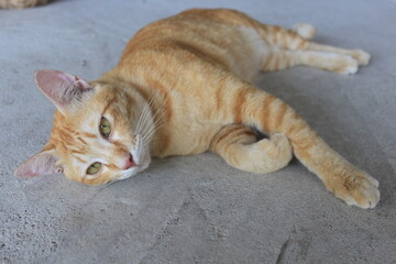 Orange cat sleeping in thailand