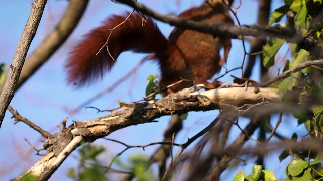 Red European Squirrel jumping over Branches of a tree in first morning light   