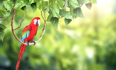 Horizontal nature background with Ara parrot (Ara macao) sits on a liane among tropical leaves....