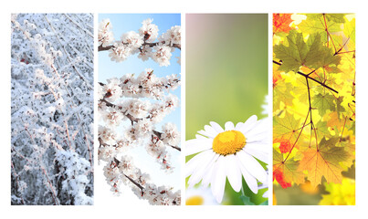 Four seasons of year. Set of vertical nature banners with winter, spring, summer and autumn scenes. Nature collage with seasonal scenics