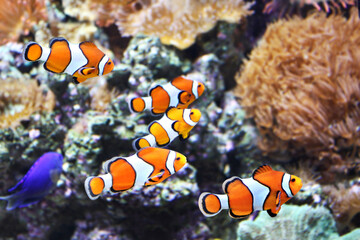 Fototapeta na wymiar Sea anemone and clown fish in marine aquarium. Corals, anemones, tropical fish
