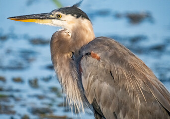 great blue heron