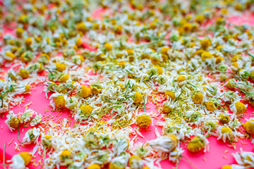 Baskets of medicinal chamomile are dried close-up. Separated chamomile flowers