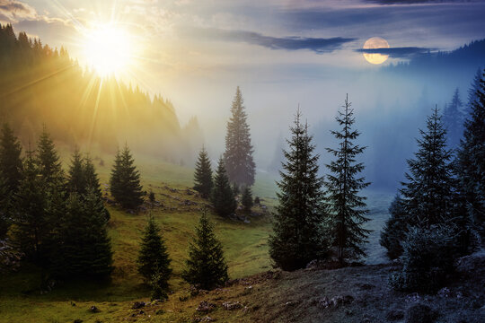 fir trees on hillside meadow with conifer forest in fog with sun and moon at twilight. day and night time change concept. mysterious countryside scenery in morning light
