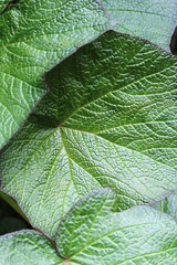 Close up abstract texture of green begonia leaves on a plant in a garden