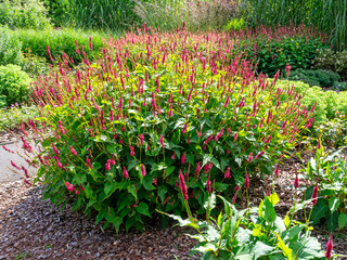 Red bistort, Persicaria amplexicaulis, flowering in a garden