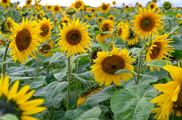 Field with beautiful sunflowers Kumla Sweden august 16 2023