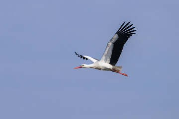 Fototapeta na wymiar A White Stork in flight blue sky
