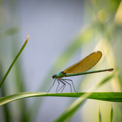 dragonfly on a green leaf