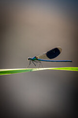 dragonfly on a leaf