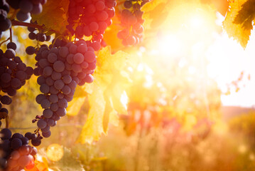 Bunches of ripe grapes in sunshine with copy-space - 637225198