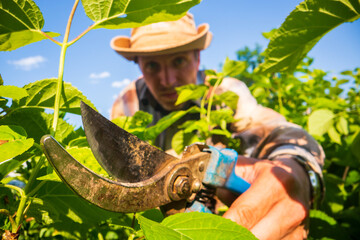 The farmer makes pruning of bushes with secateurs. Gardening Tools. Agricultural concept. Farming season and plant care