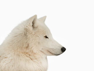 portrait polar white wolf isolated on white background