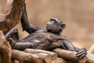 one adult chimpanzee (Pan paniscus) lies on a platform and relaxes