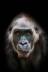 one portrait of an adult female gorilla