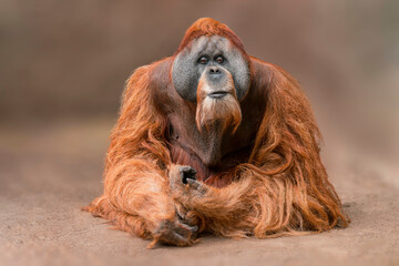 one Adult male orangutan (pongo pygmaeus) sits on the ground and relaxes © Mario Plechaty