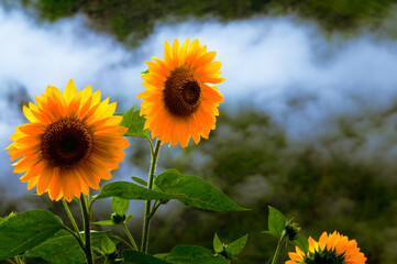 Sunflowers in the mountains. Sunflowers bloom in a Himalayan mountain garden near Joshimath, Chamoli, the Indian state of Uttarakhand, India.