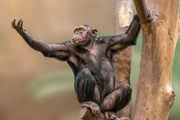Fotobehang Aap one adult chimpanzee (Pan paniscus) sitting in a tree stretching out his arm begging  © Mario Plechaty