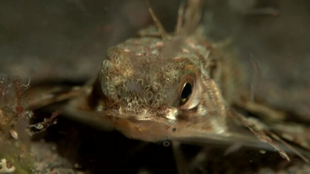 Lizard fish feeding slow motion hunting