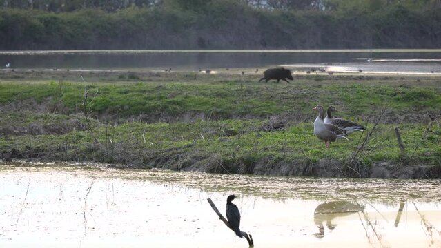 4k, adult, animal, animas, baby, boar, boars, clip, danger, discovery, environment, europe, european, family, female, friuli venezia giulia, habitat, herd, hog, hogs, isola della cona, isonzo, italy, 