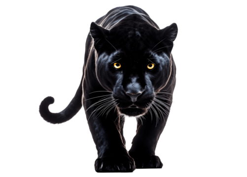 Black panther walking towards isolated on white cutout