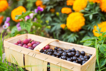 Currant harvest collected in the garden. Plantation work. Autumn harvest and healthy organic food concept close up with selective focus