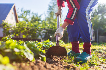 Farmer cultivating land in the garden with hand tools. Soil loosening. Gardening concept....