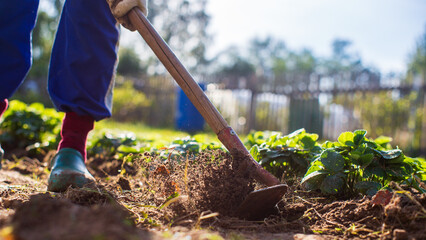 Farmer cultivating land in the garden with hand tools. Soil loosening. Gardening concept....