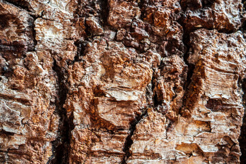 Relief texture of tree old bark close-up in the forest. Natural beautiful abstract wood pattern surface for wallpapers and backgrounds