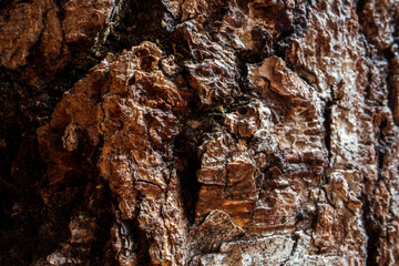 Relief texture of tree old bark close-up in the forest. Natural beautiful abstract wood pattern surface for wallpapers and backgrounds