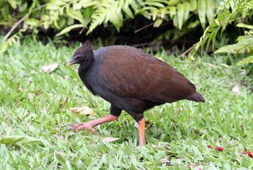 Orange-footed scrubfowl bird walking through green grass