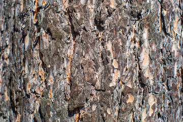 Relief texture of tree old bark close-up in the forest. Natural beautiful abstract wood pattern surface for wallpapers and backgrounds