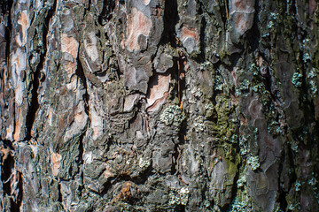 Relief texture of tree old bark close-up in the forest. Natural beautiful abstract wood pattern surface for wallpapers and backgrounds