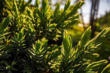 Thorny branches of juniper close-up. Prickly tree. Green natural background. Juniper tree needles texture. Banner with copy space