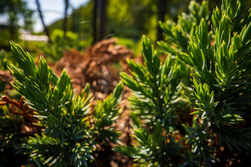 Thorny branches of juniper close-up. Prickly tree. Green natural background. Juniper tree needles texture. Banner with copy space