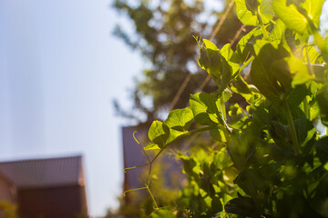 Stem and leaves of pea close-up in the farm. Green fresh natural food crops. Gardening concept. Agricultural plants growing in garden beds