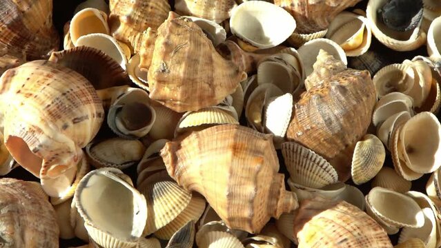 Sea shells on the beach. Summer background. Rapan conch shell top view. Beige light color. Aesthetic minimalism. Nature beauty. Mixed multi colorful seashells. Ocean coast. Seashell sun light
