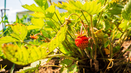 Stem, leaves, fruit of a strawberry close-up on a farm. Green fresh natural food crops. gardening concept. Agricultural plants growing in garden beds