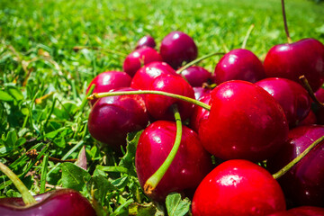 Close-up view of cherries harvest lying on green grass in garden. The concept of healthy food, vitamins, agriculture, market, cherry sale