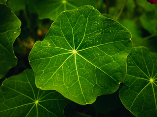 green leaf background